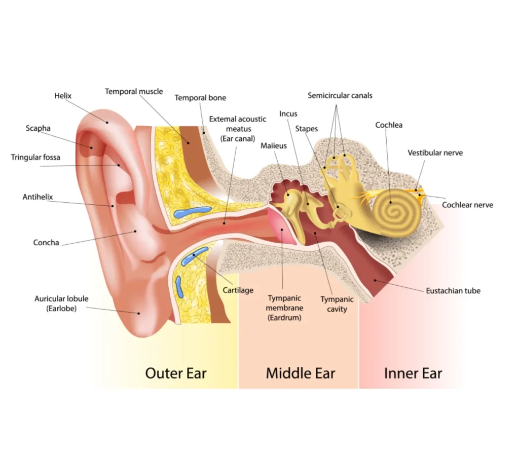 how do we hear sound