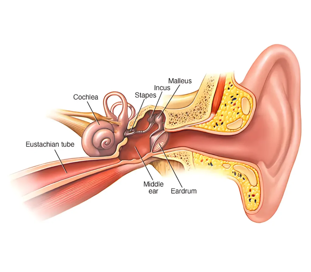different parts of the ear